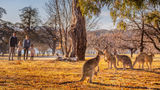 Canberra, Australia
