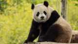 Bao Li is one of two giant pandas now calling the National Zoo home.
