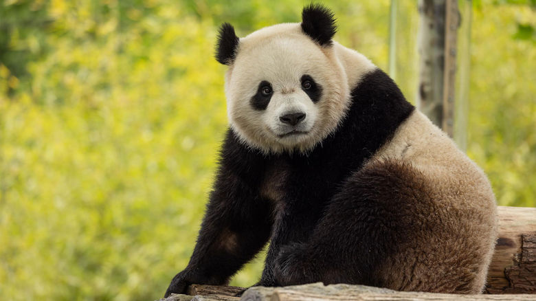 Bao Li is one of two giant pandas now calling the National Zoo home.