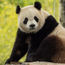 D.C. hospitality catches National Zoo's panda fever