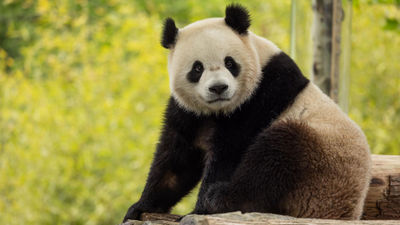 Bao Li is one of two giant pandas now calling the National Zoo home.