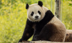 Bao Li is one of two giant pandas now calling the National Zoo home.