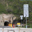 Diamond Head closures in the spring