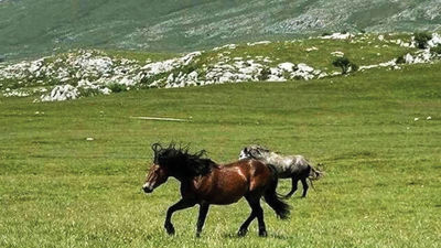 Wild horses in Bosnia.