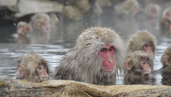 Nagano: Japan’s Mountain Resort Destination Is Rich with Nature, History Nagano: Japan’s Mountain Resort Destination Is Rich with Nature, History