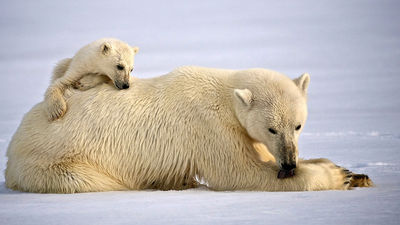 Sponsored: Hurtigruten Expeditions Arctic Brochure 2023-2024