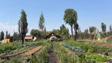 Fuego Vivo is a sustainable agritourism project designed to help increase sustainable farming in Mexico City.