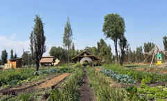 Fuego Vivo is a sustainable agritourism project designed to help increase sustainable farming in Mexico City.