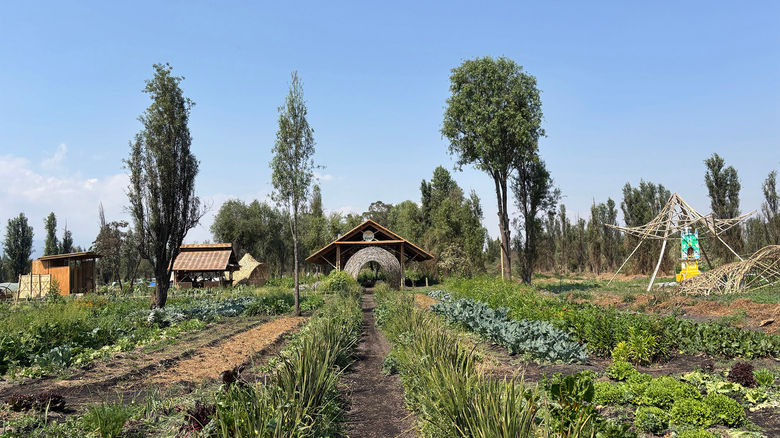Fuego Vivo is a sustainable agritourism project designed to help increase sustainable farming in Mexico City.