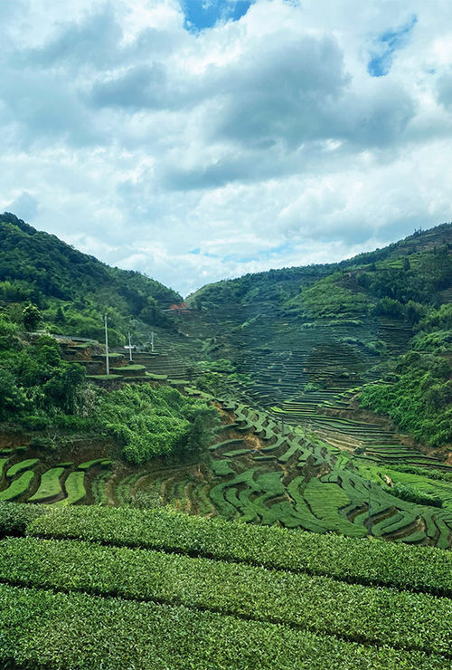 Tea terraces in the Fujian. Tea terraces in the Fujian.