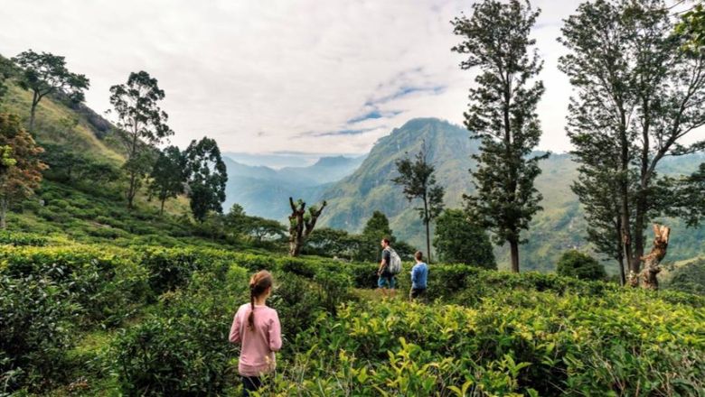 After making an inquiry with Pelorus, prospective clients are asked to share their children's wildest dreams, which the team will then transform into a proposal.