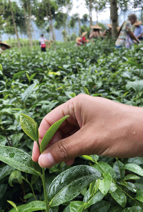 The key to picking tea leaves is to pick two large pieces that have a "baby" leaf in the middle, our guide said. The key to picking tea leaves is to pick two large pieces that have a "baby" leaf in the middle, our guide said.